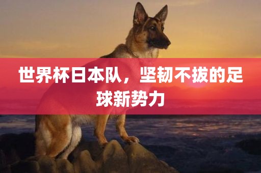 世界杯日本队，坚韧不拔的足球新势力
