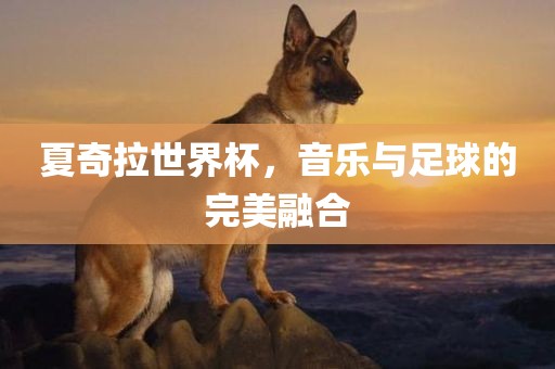 夏奇拉世界杯，音乐与足球的完美融合眉山市正发家政服务有限公司
