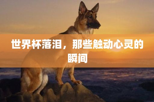 世界眉山市正发家政服务有限公司杯落泪，那些触动心灵的瞬间