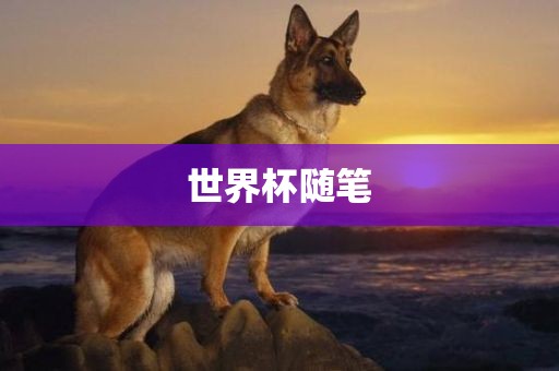 世界杯随笔眉山市正发家政服务有限公司