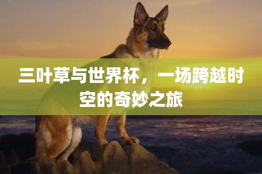 三叶草与世界杯，一场跨越时空的奇妙之旅