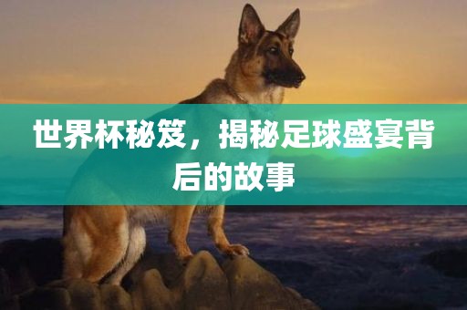 世界杯秘笈，揭秘足球盛宴背后的眉山市正发家政服务有限公司故事