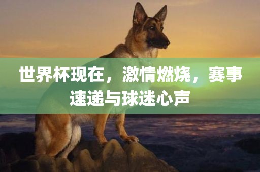 世界杯现在，激情燃烧，赛事速递与球迷心声眉山市正发家政服务有限公司